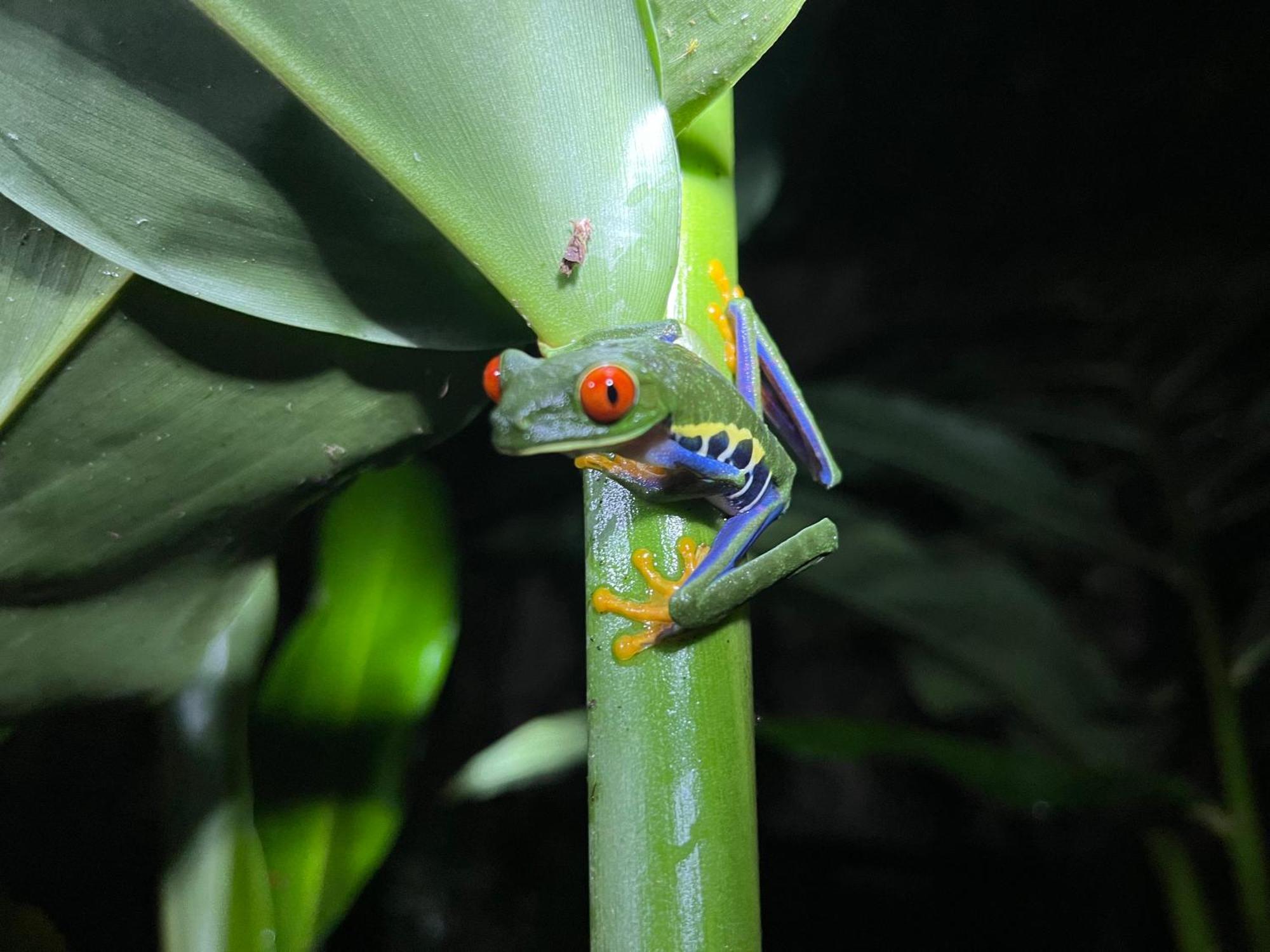 Apartamento The Frog House La Fortuna Exterior foto